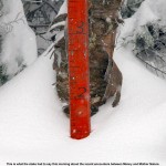 An image of the snow measurement stake near the top of Mt. Mansfield in Vermont