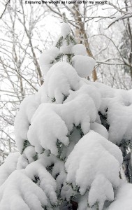 An image of a snowy evergreen tree in the woods at Bolton Valley Ski Resort in Vermont