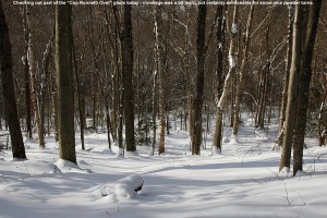 An image of the "Cup Runneth Over" glade on the backcountry network at Bolton Valley Ski Resort in Vermont
