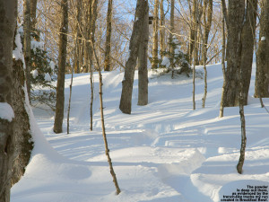 An image of ski trakcs in deep powder in the Breakfast Bowl area of the backcountry network at Bolton Valley Ski Resort in Vermont