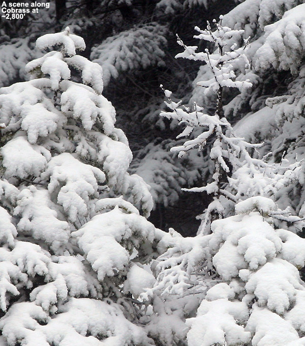 An image of evergreen boughs covered with snow from a late April, snowstorm up at Bolton Valley Ski Resort in Vermont