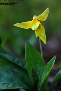 An image of a trout lily wildflower in spring on the Nosedive ski trail at Stowe Mountain Resort in Vermont