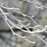 An image of rime and ice on a branch at the base of the Timberline area at Bolton Valley Ski Resort in Vermont