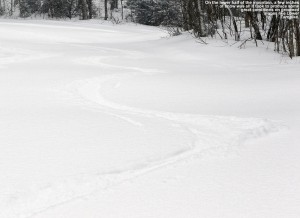 An image of ski tracks in powder snow on the Lower Turnpike trail at Bolton Valley Ski Resort in Vermont