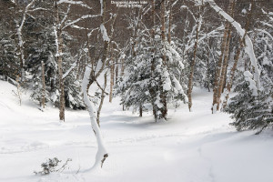 An image looking down Randy's glade on the back side of Bolton Valley Ski Resort in Vermont