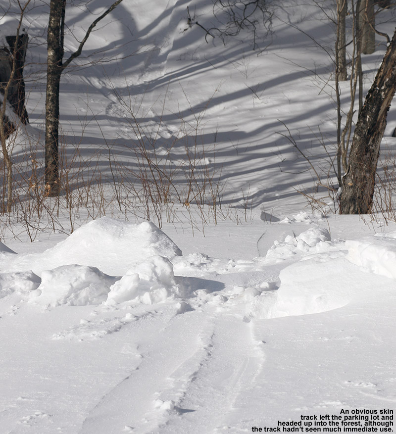 An image showing a skin track heading off into the forest for backcountry skiing in the Nebraska Valley area of Vermont