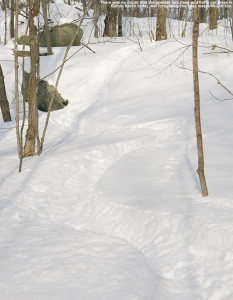 An image of ski tracks in backcountry powder in the Bolton Notch are of Vermont
