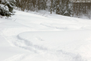An image of ski tracks in dry powder snow on the Twice as Nice trail at Bolton Valley Ski Resort in Vermont