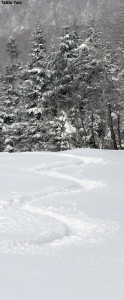 An image of a ski track in powder on the Tattle Tale trail at Bolton Valley Resort in Vermont
