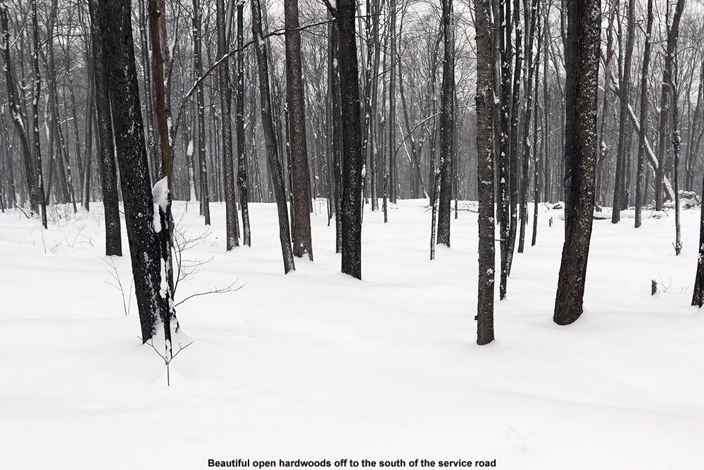 An image of nicely-spaced hardwood trees in the Robbins Mountain Wildlife Management Area in Vermont taken during a backcountry ski tour