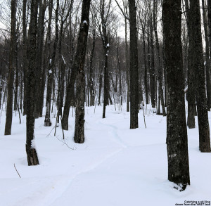 An image of a ski track in powder snow out in the Bolton Valley backcountry in Vermont