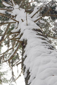 An image showing snow clinging to the side of a large spruce tree in the woods at Bolton Valley Ski Resort in Vermont