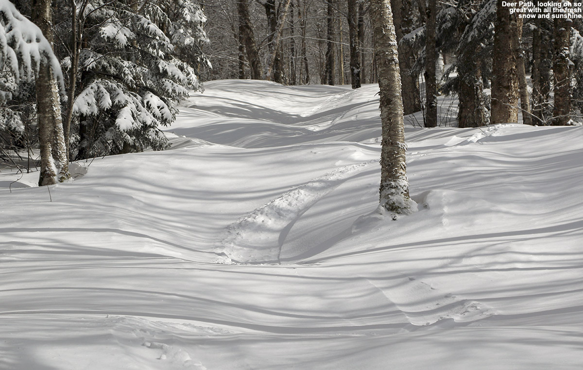A view of the Deer Path trail with a ski track in some fresh powder at Bolton Valley Ski Resort in Vermont