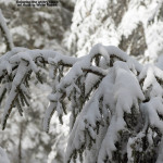 An image of a snowy evergreen after an early April storm on the Nordic and Backcountry trail network at Bolton Valley Ski Resort in Vermont