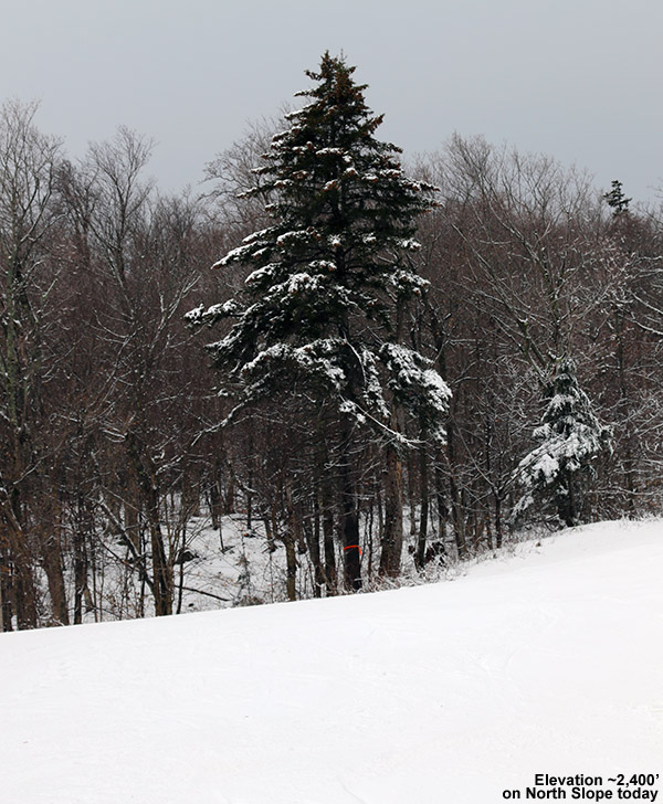 An image of a snowy tree along the North Slope trail at Stowe Mountain Resort in Vermont