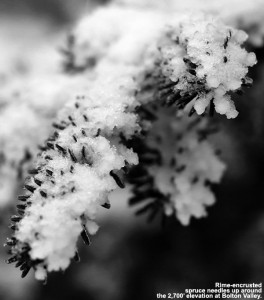 An image of rime on spruce needles at Bolton Valley Ski Resort in Vermont