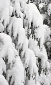 An image of snowy evergreens in the Nosedive Glades at Stowe Mountain Resort in Vermont