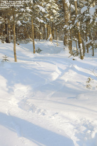 An image of ski tracks in powder on the Girl's trail on the backcountry skiing network at Bolton Valley ski resort in Vermont