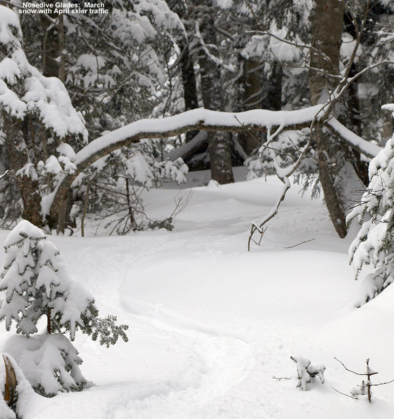 An image showing ski tracks in powder snow in the Nosedive Glades at Stowe Mountain Resort in Vermont