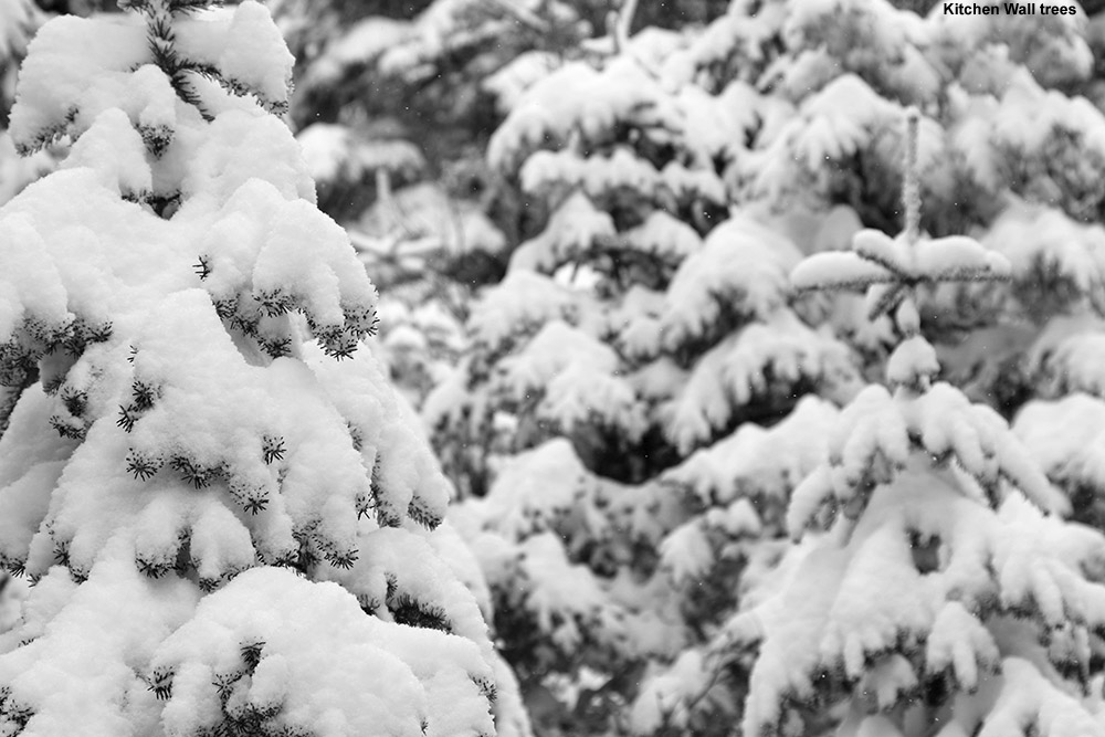 An image snowing fresh snow on Evergreens after an April snowstorm at Stowe Mountain Resort in Vermont