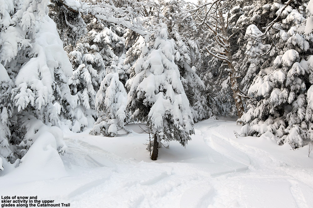 An image showing some ski tracks in powder snow in a high-elevation glade along the Catamount Trail outside of Bolton Valley Ski Resort in Vermont