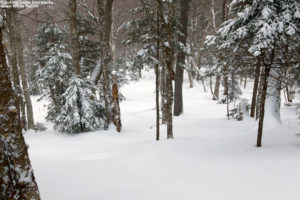 An image of the White Rabbit Glade with fresh powder at Bolton Valley Ski Resort in Vermont