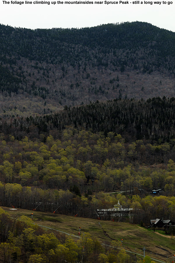 An image of spring foliage making its way up the mountainsides in May near Stowe Mountain Resort in Vermont
