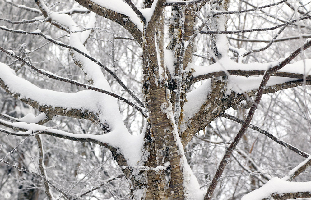 An image of fresh snow on the branches of a yellow birch tree at Bolton Valley Ski Resort in Vermont