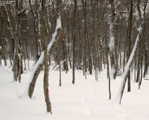 An image of a glade in the Bolton Valley backcountry network at Bolton Valley Ski Resort in Vermont