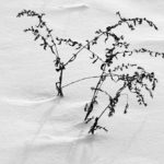 An image of some plants poking through the snow along the Broadway trail at Bolton Valley Ski Resort in Vermont