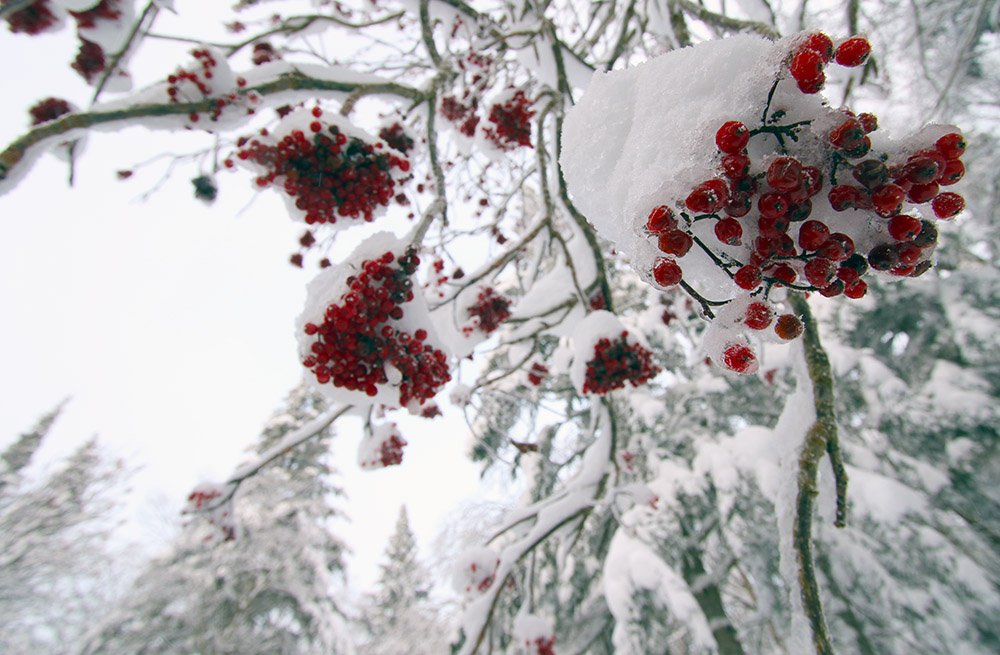 An image of snow-covered berries on a tree up by the Bryant Cabin near Bolton Valley Ski Resort in Vermont