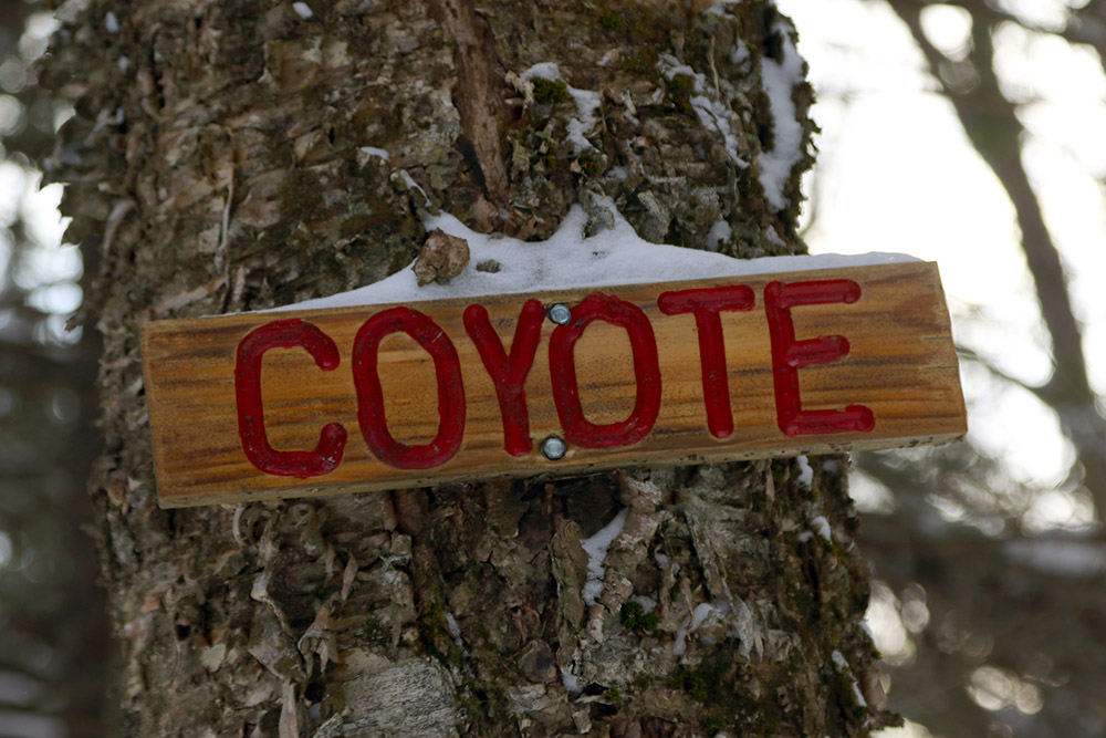 An image of a Coyote trail sigh no the Bolton Valley Backcountry Network at Bolton Valley Ski Resort in Vermont