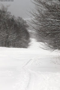 An image of a skin track for ascending on skis on the Twice as Nice trail at Bolton Valley Ski Resort in Vermont