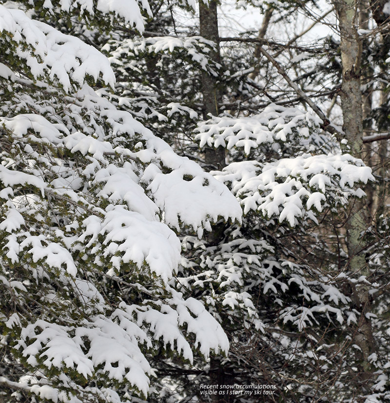 An image of fresh snow on evergreen branches at Bolton Valley Ski Resort in Vermont