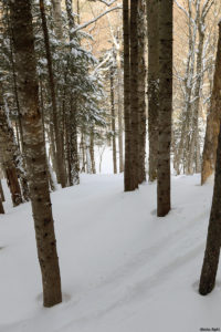 An image of the Glades Right area at Bolton Valley Ski Resort in Vermont