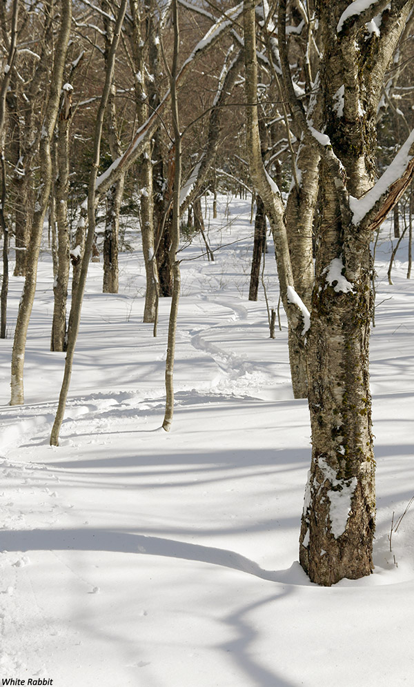 An image of a ski track in powder snow in the White Rabbit area of Bolton Valley Ski Resort in Vermont