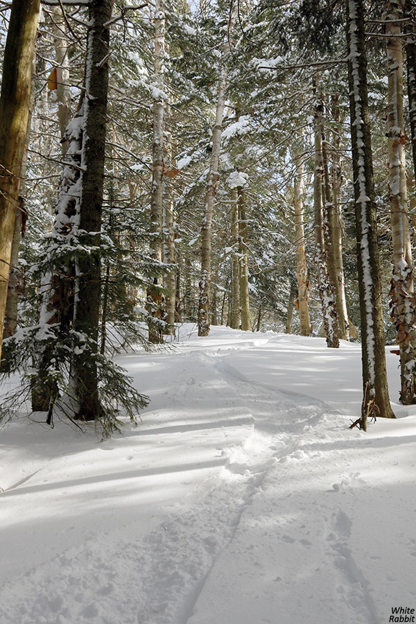 An image of the upper White Rabbit area at Bolton Valley Ski Resort in Vermont