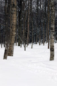 An image of the Prayer Flag trail on the Backcountry Network at Bolton Valley Ski Resort in Vermont