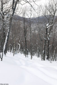 An image of one of the backcountry glades in the No Name area at Brandon Gap in Vermont