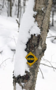 An image of a Rochester/Randolph Area Sport Trail Alliance trail marker at the Brandon Gap Backcountry Recreation Area in Vermont
