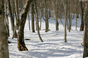 An image showing a view of the Enchanted Forest glade at Magic Mountian ski area in Vermont