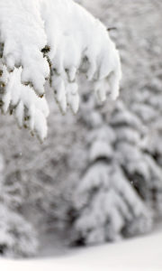 An image of snow on evergreens during a ski tour in fresh April snow at Bolton Valley Ski Resort in Vermont