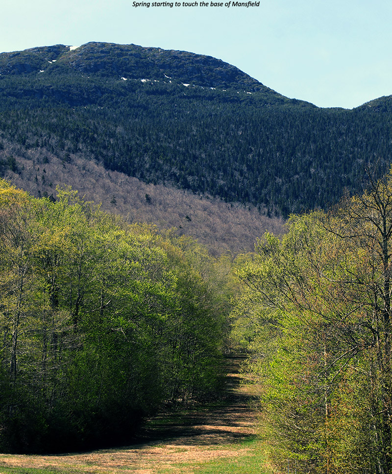 A late May image of spring slowly making its way up the slopes of Mt. Mansfield in Vermont