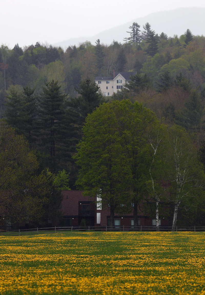 An image of spring flowers and some houses in the town of Stowe, VT in May