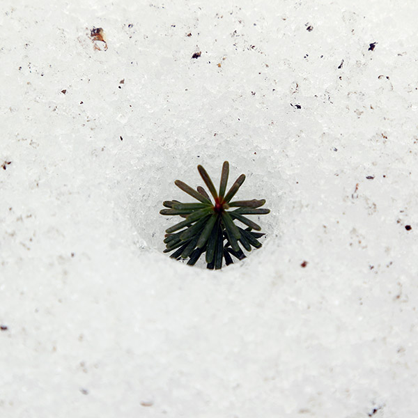 An image of a sprig of evergreen melting a hole in spring snow on a May ski tour at Stowe Mountain Resort in Vermont