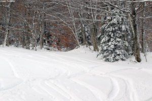 An image of ski tracks in powder snow on the Lower turnpike trail at Bolton Valley Ski Resort in Vermont