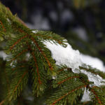 An image of snow melting in the sunshine on an evergreen bough at Bolton Valley Ski Resort in Vermont