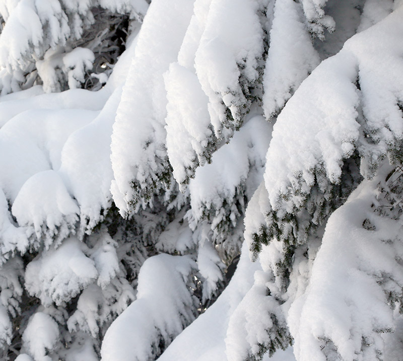 An image of snowy evergreen boughs at Bolton Valley Ski Resort in Vermont