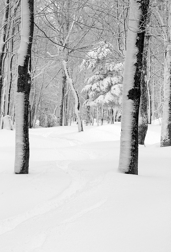 An image of a ski track in powder snow in the Wilderness Woods area at Bolton Valley Resort in Vermont