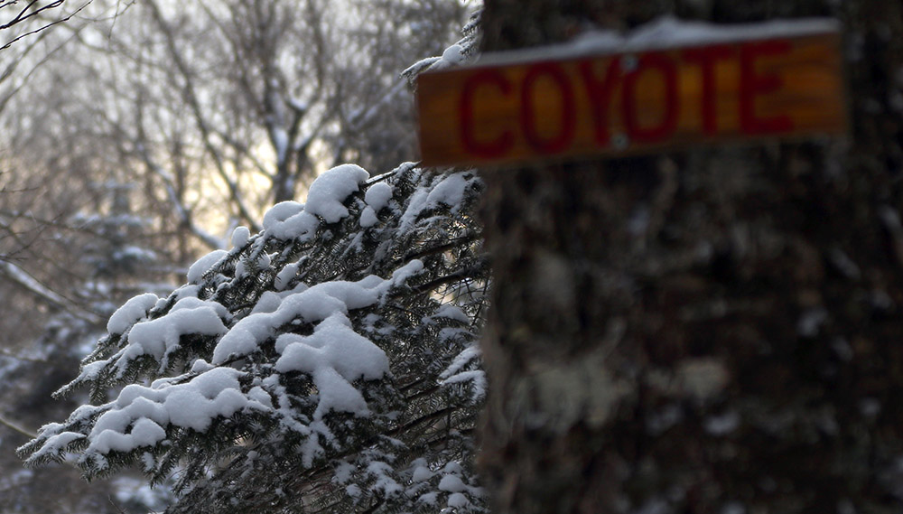 An image of snowy evergreen branches and the sign for the Coyote Trail on the backcountry network at Bolton Valley Ski Resort in Vermont